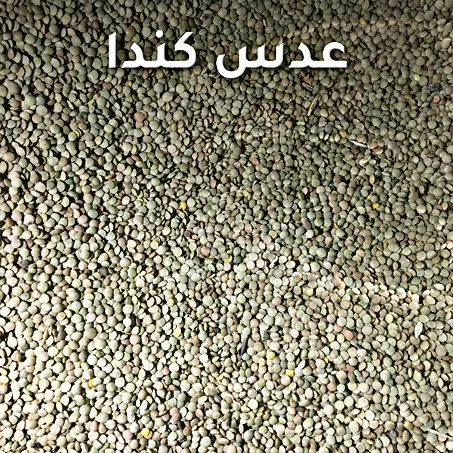 عدس كندا