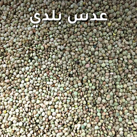 عدس بلدي