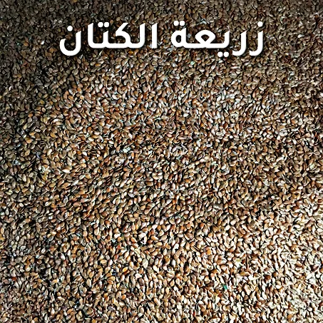 زريعة الكتان