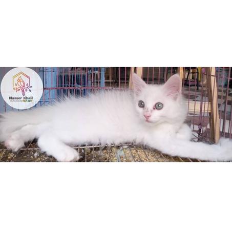 قطط شيرازي
