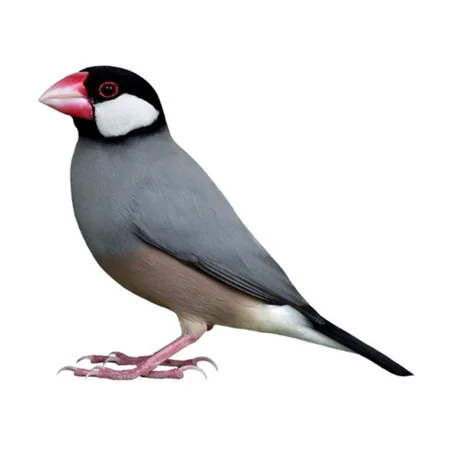 جاوا