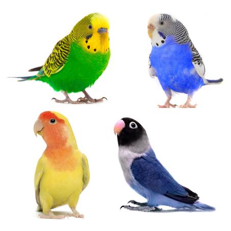 منتجات اساسية لاي طيور زينة