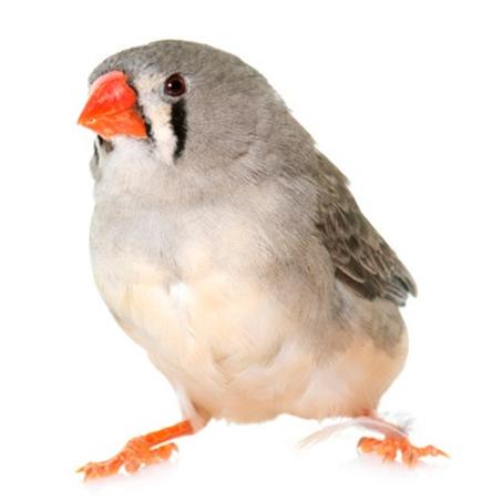 زيبرا فواتح