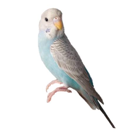 بادجي شغال - جسم رمادي الجناح