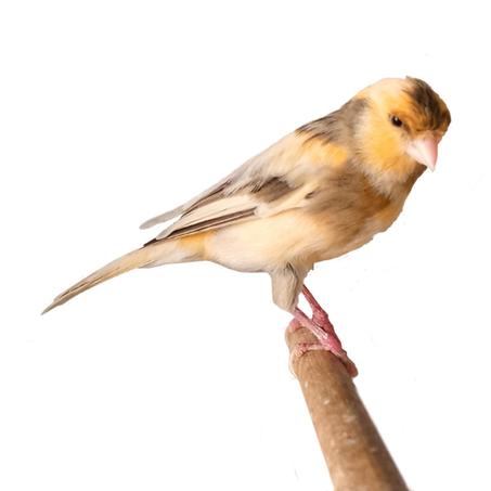 كناري   شغال