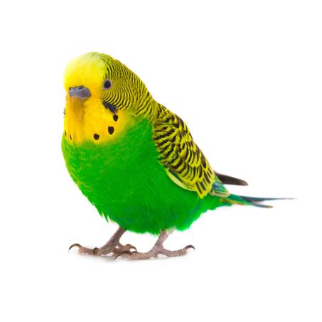 بادجي شغال - اخضر نورمال