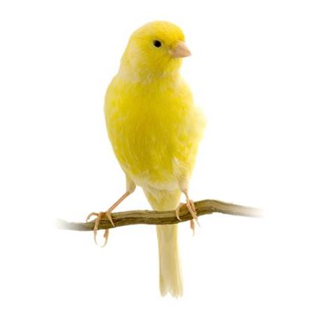 كناري مغرد شغال