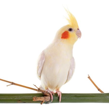 كوكتيل لاتيني شغال