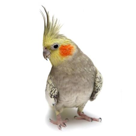 كوكتيل ازابيل