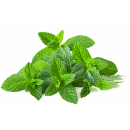 نعناع