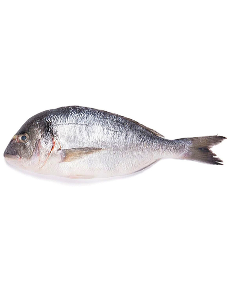 Dorade grosse