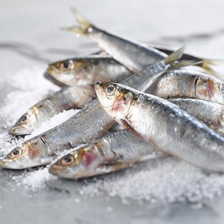 SARDINE - السردين