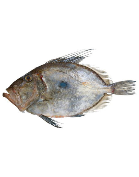 Saint Pierre [Métalisé]