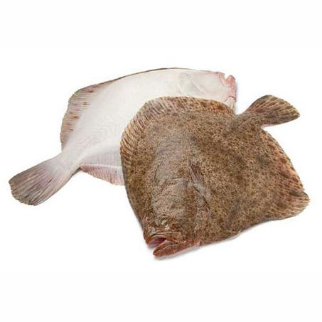 TURBOT