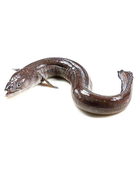 CONGRE (SNOR)  2,5kg minimum