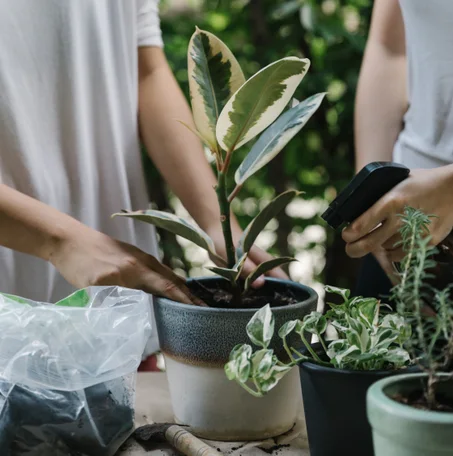 نباتات داخلية | Indoor plants