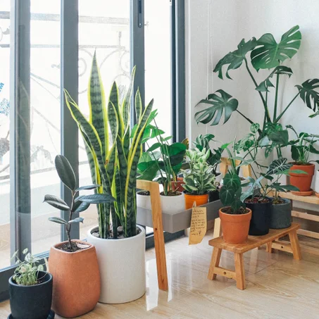 نباتات خارجية | Outdoor plants