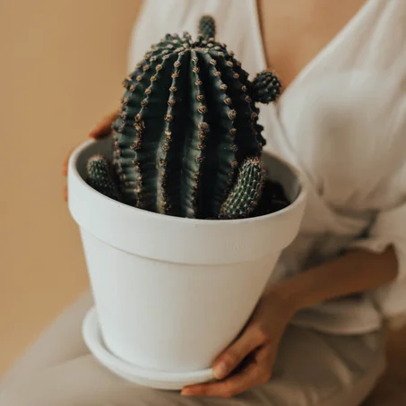 Tropical Latispinus Cactus